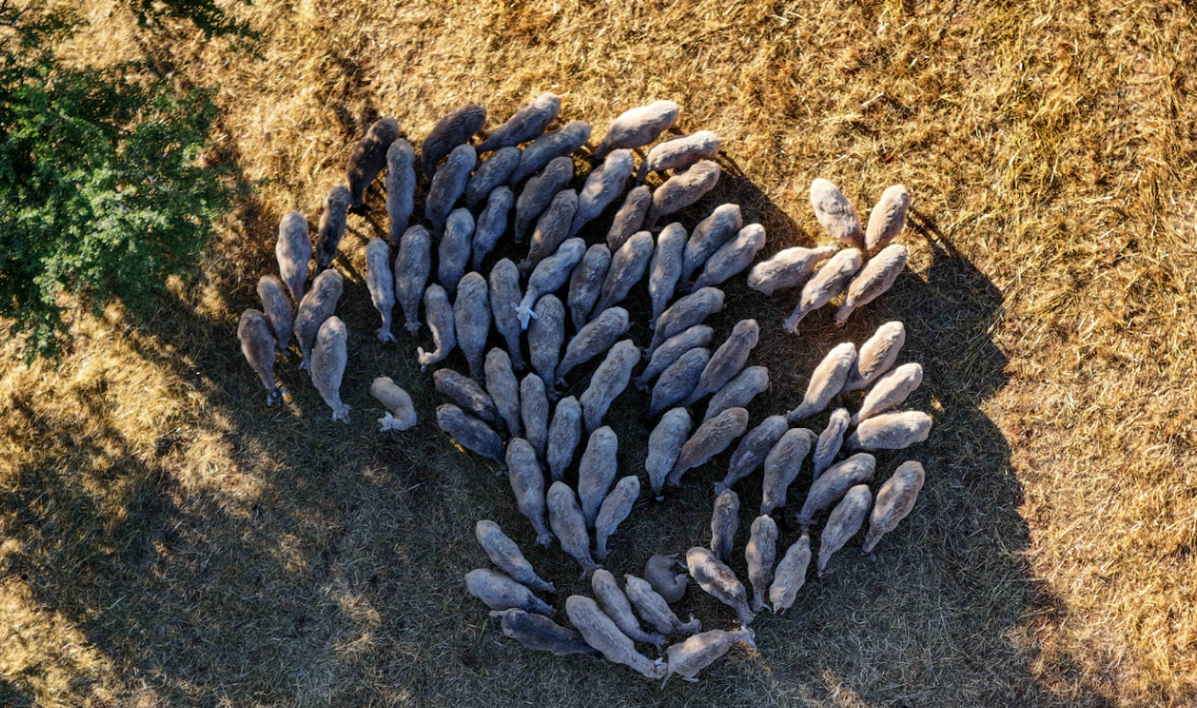 Κρήτη: «Καμπανάκι» για τις τιμές σε κρέατα και γαλακτομικά ενόψει Χριστουγέννων