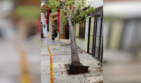 Πτώση δέντρου Μιλάτου