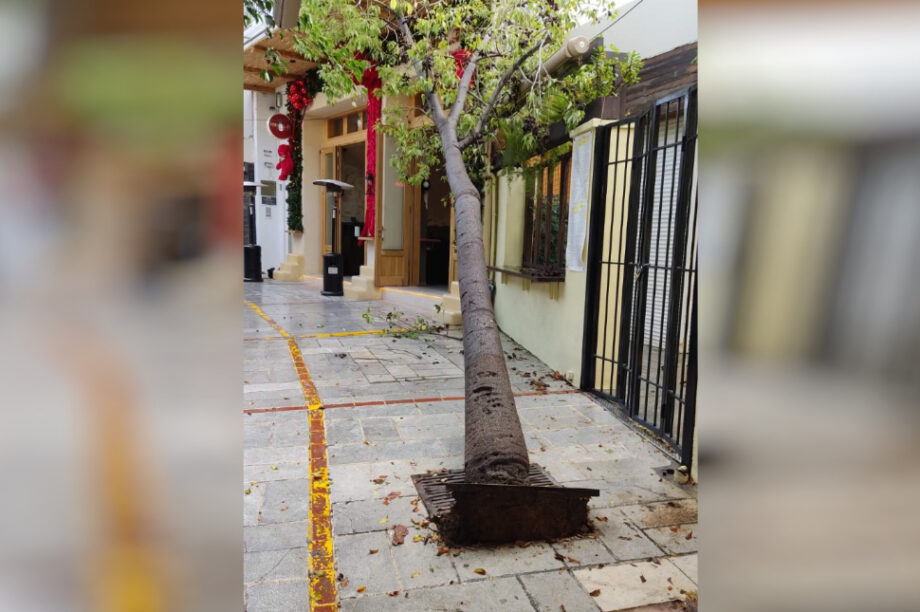 Πτώση δέντρου Μιλάτου