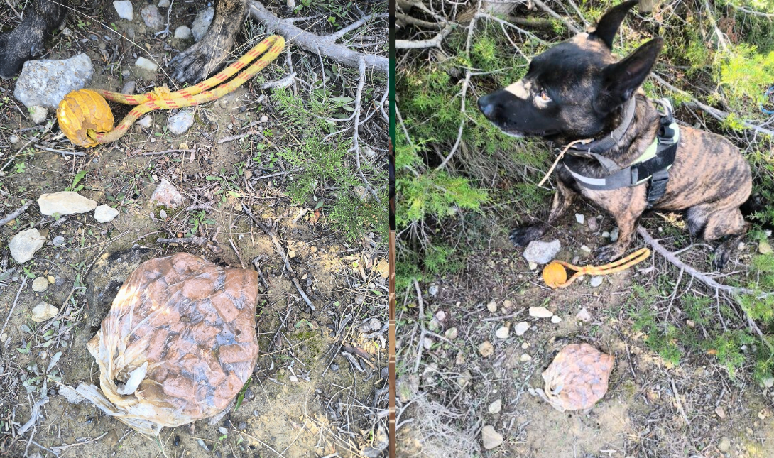 Οργή και μηνύσεις στην Ιεράπετρα: Νεκρό σκυλί και ζουρίδα από φόλες – Δείτε φωτό