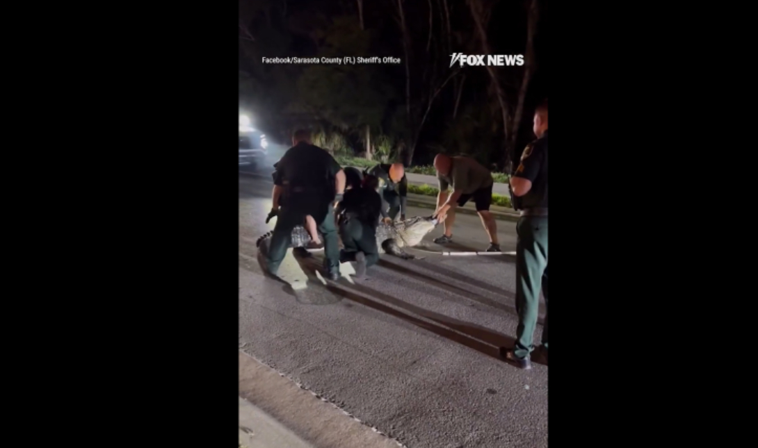 Φλόριντα: Αλιγάτορας 4,2 μέτρων προκάλεσε κυκλοφοριακό χάος –  Δείτε βίντεο