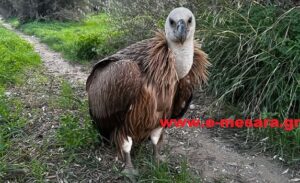 Στιγμές αγωνίας στη Μεσαρά – Όρνιο διασώθηκε στις Μοίρες (Φωτογραφίες)