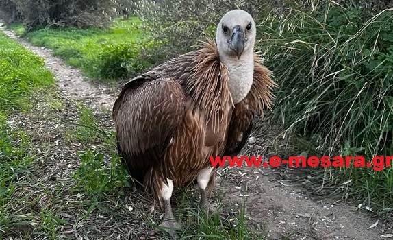 Στιγμές αγωνίας στη Μεσαρά – Όρνιο διασώθηκε στις Μοίρες (Φωτογραφίες)