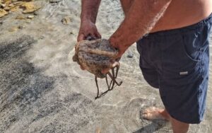 Κρήτη: Viral βίντεο με λουόμενο που βγήκε από την θάλασσα με… χταπόδι στο πόδι ανήμερα των Χριστουγέννων!