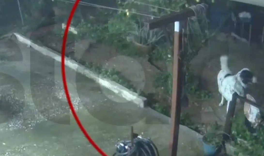 Άγιος Δημήτριος: Σκυλάκι σώζεται στο παρά πέντε από την κατάρρευση αυλής – Δείτε το βίντεο