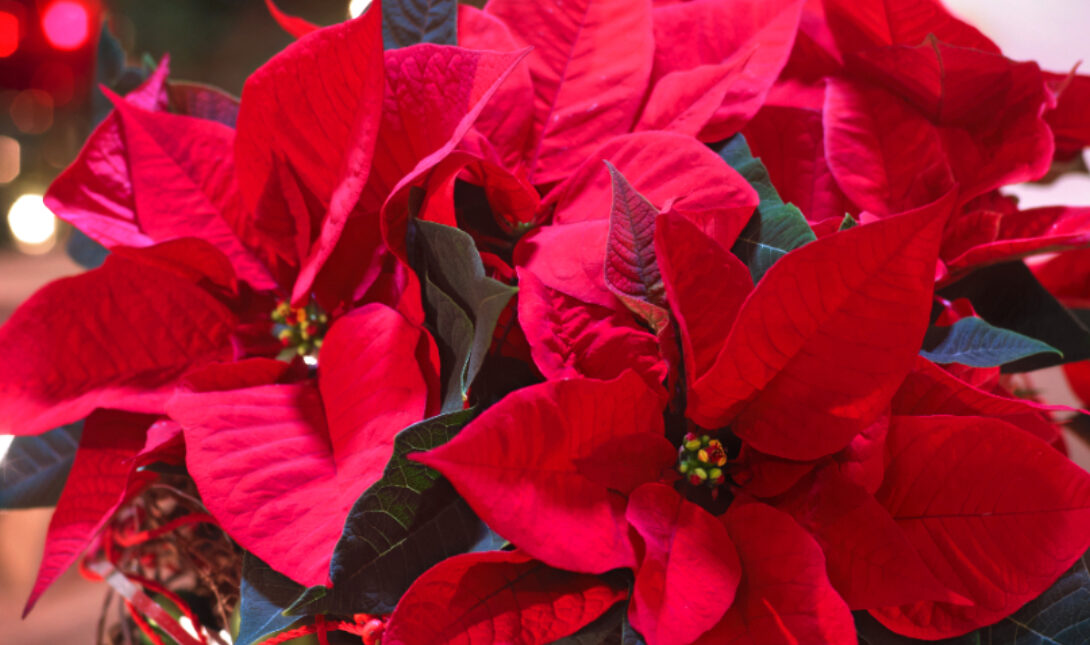 Αλεξανδρινό