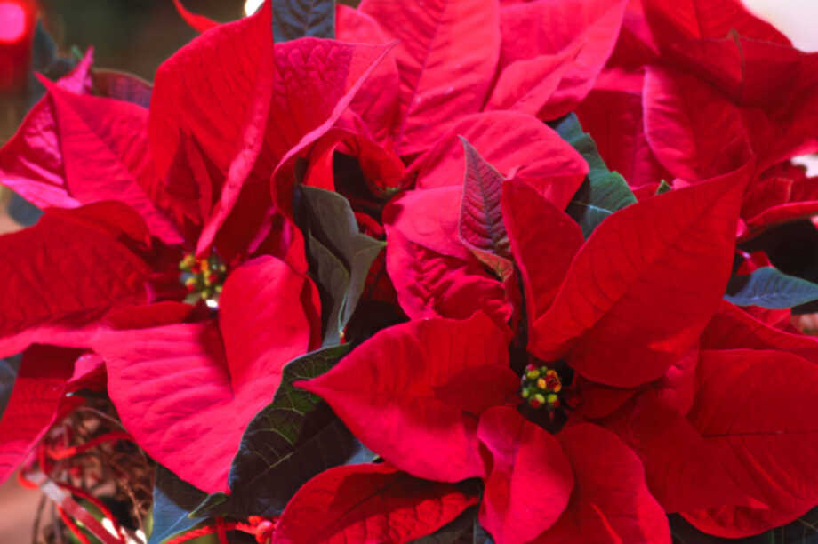 Αλεξανδρινό