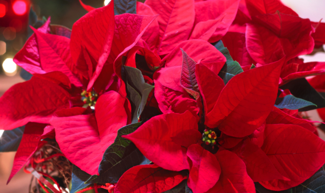 Αλεξανδρινό: Πώς να φροντίσεις σωστά το Αλεξανδρινό, το λουλούδι των Χριστουγέννων