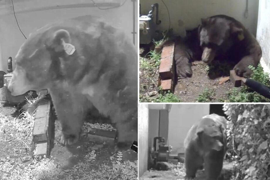 Αρκούδα Σπίτι