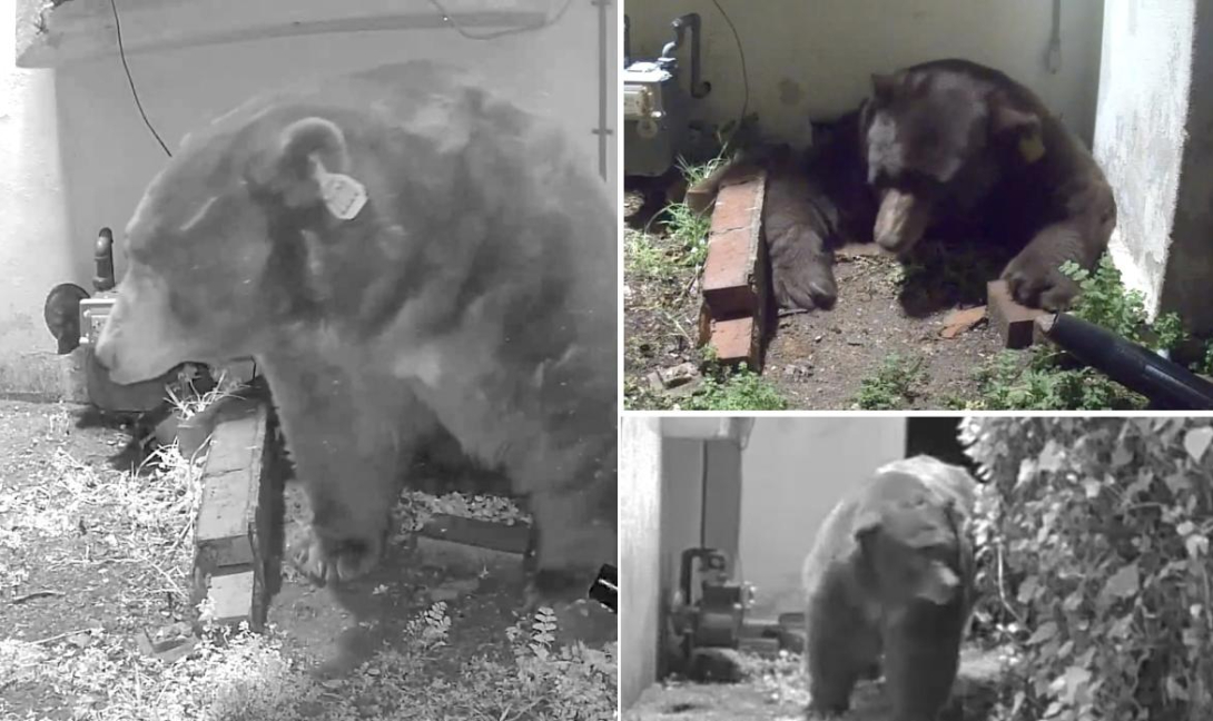 Αρκούδα Σπίτι