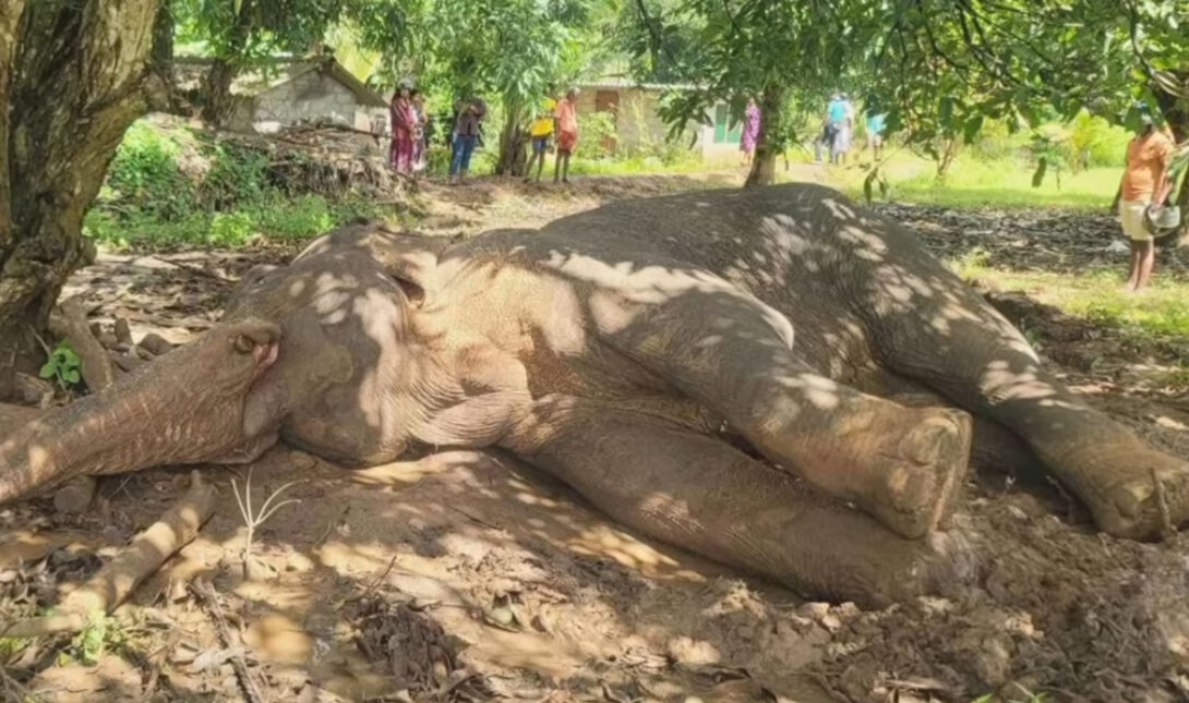 Ελέφαντας Σρι Λάνκα