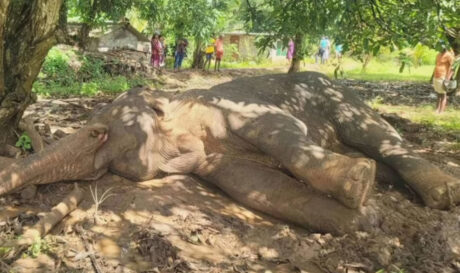 Ελέφαντας Σρι Λάνκα