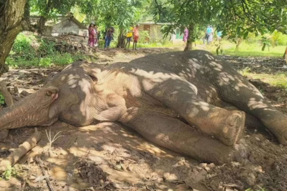 Ελέφαντας Σρι Λάνκα