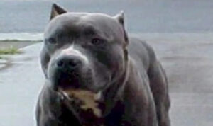 Νέες σοκαριστικές αποκαλύψεις για το πίτμπουλ που κατασπάραξε 2χρονο παιδί στη Ζάκυνθο