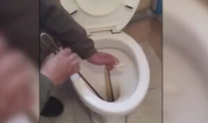 Καστοριά: Ένοικοι βρήκαν φίδι στη λεκάνη της τουαλέτας του σπιτιού τους – Δείτε βίντεο