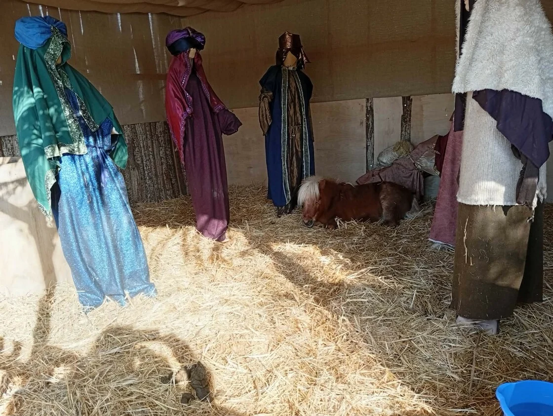 Έντονες αντιδράσεις στον Βόλο: Ο Δήμος έβαλε ζωντανό πόνι στη φάτνη για τα Χριστούγεννα (Φωτο)