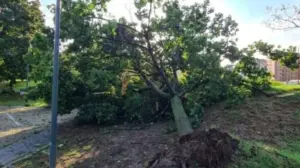 Θεσσαλονίκη: Ξεριζώθηκαν 28 δέντρα από τους θυελλώδεις ανέμους – Ζημιές σε καλώδια και δρόμους