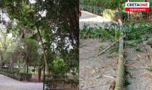 Ρέθυμνο: Βανδαλισμός στον δημοτικό κήπο – Άγνωστοι έκοψαν και κατέστρεψαν φυτά (Φωτογραφίες)