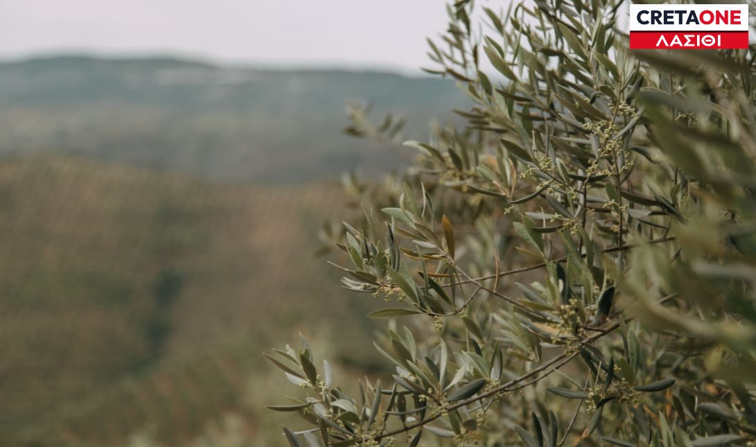 Λασίθι: Έντονη ανησυχία για τον «φλοιοτρίβη» που καταστρέφει τις ελιές