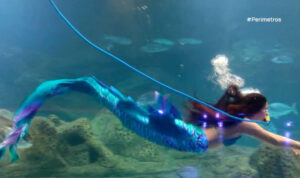 Όταν τα Χριστούγεννα βουτούν στον βυθό του Ενυδρείου!