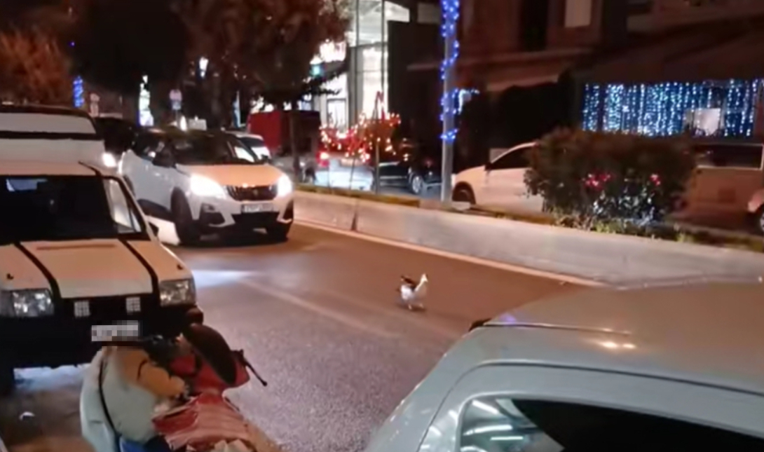 Ηράκλειο: Κίνηση στην Κνωσσού λόγω… πάπιας – Δείτε το βίντεο