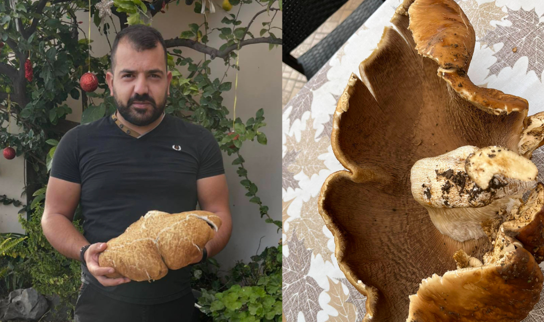 Ένα μανιτάρι γίγας στη Μεσαρά – Δείτε φωτογραφίες