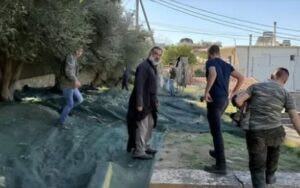 Ρέθυμνο: Μαθητές μάζεψαν ελιές για φιλανθρωπικό σκοπό!