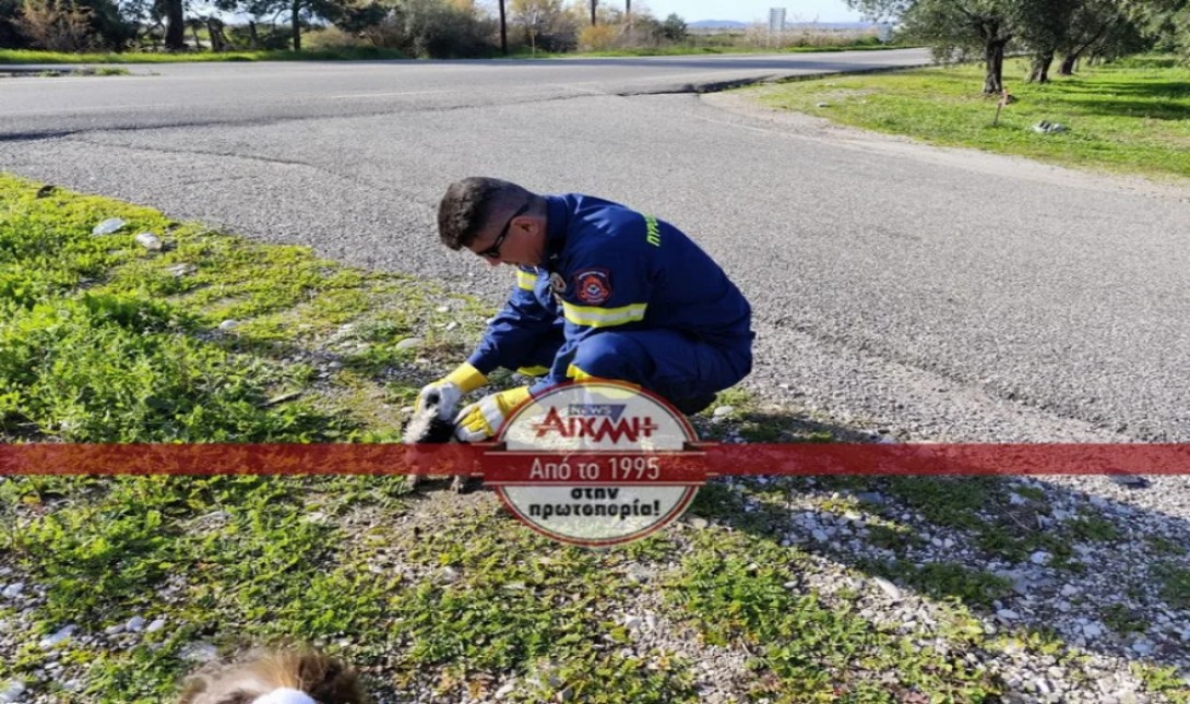 Μεσολόγγι: Εγκατέλειψαν κουτάβια δίπλα από αυλάκι (φωτογραφία)