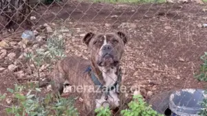 Τα τελευταία δευτερόλεπτα του 2χρονου πριν ξεψυχήσει από την επίθεση του μανιασμένου πίτμπουλ