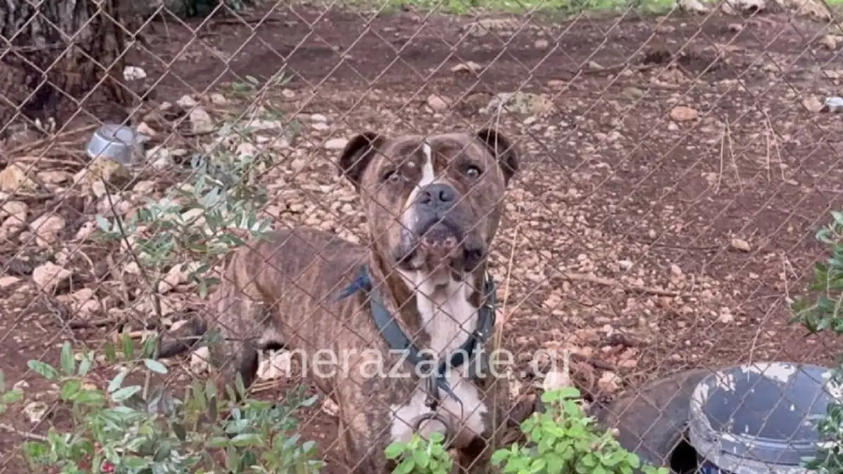 Τα τελευταία δευτερόλεπτα του 2χρονου πριν ξεψυχήσει από την επίθεση του μανιασμένου πίτμπουλ