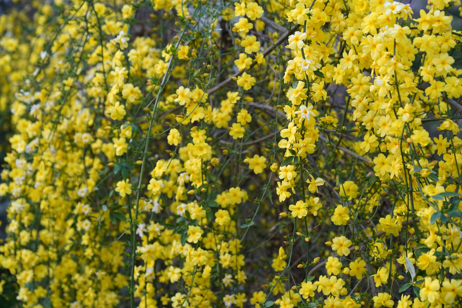 Το σπάνιο αναρριχώμενο φυτό που ανθίζει το χειμώνα!