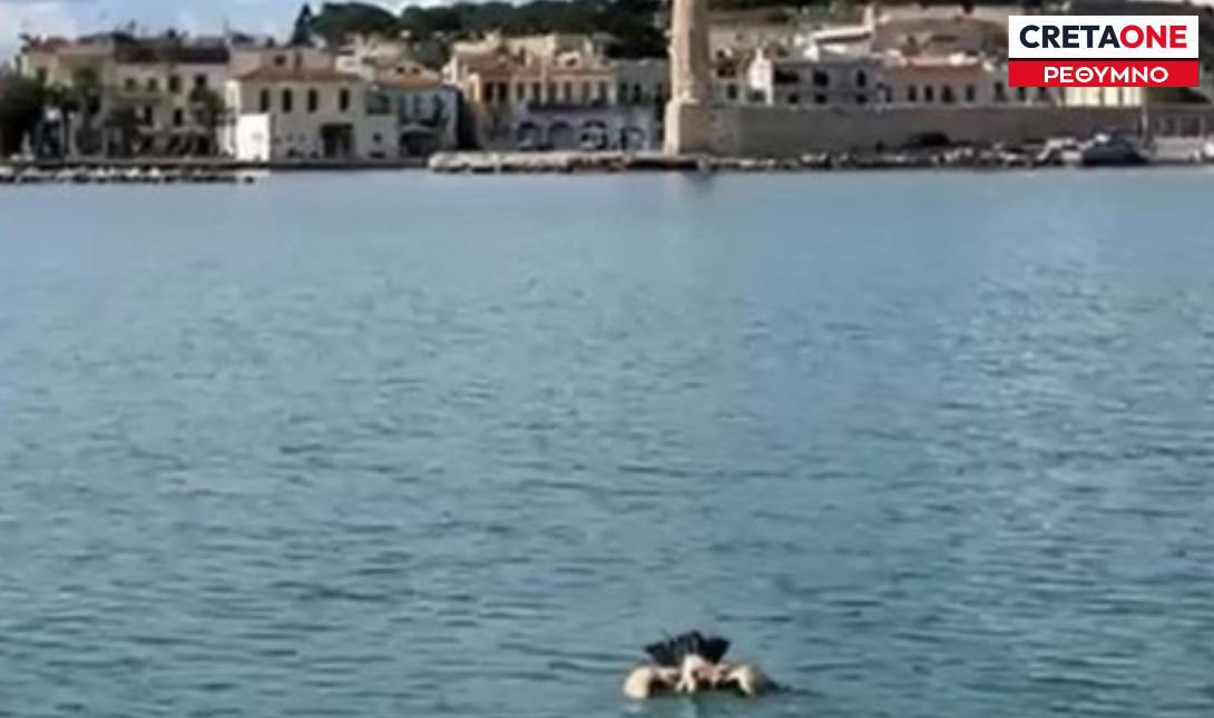 Ρέθυμνο: Ψαράδες διέσωσαν γύπα από τη θάλασσα – Δείτε βίντεο