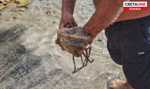 Κρήτη: Λουόμενος βγήκε από την θάλασσα με… χταπόδι στο πόδι ανήμερα των Χριστουγέννων! (βίντεο)