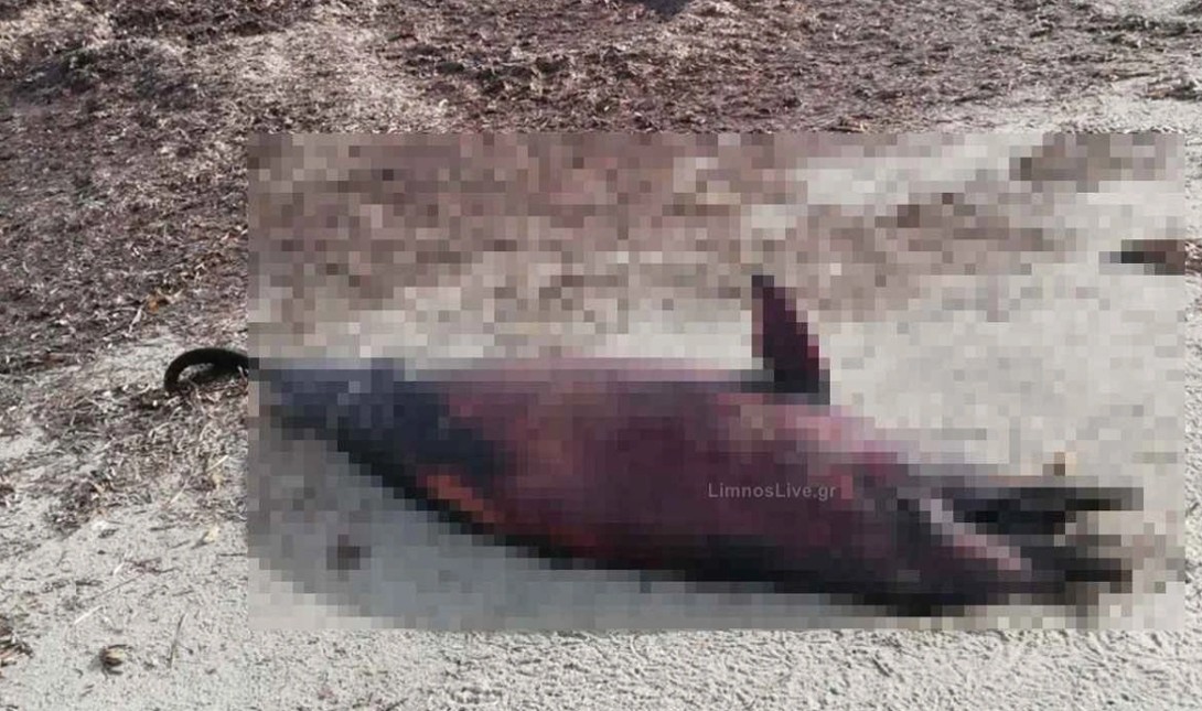 Λήμνος: Δελφίνι εντοπίστηκε νεκρό σε παραλία – Δείτε φωτογραφία