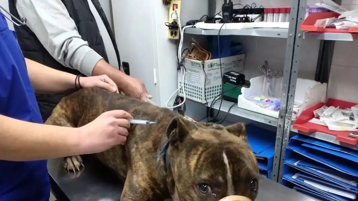 Ζάκυνθος: «Δεν μπορεί να εξημερωθεί και δεν παρουσιάζει κανένα συναίσθημα» λέει η φιλοζωική για το πίτμπουλ που κατασπάραξε τον 2χρονο