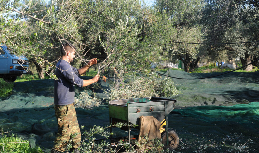 Ελιές λιομάζωμα