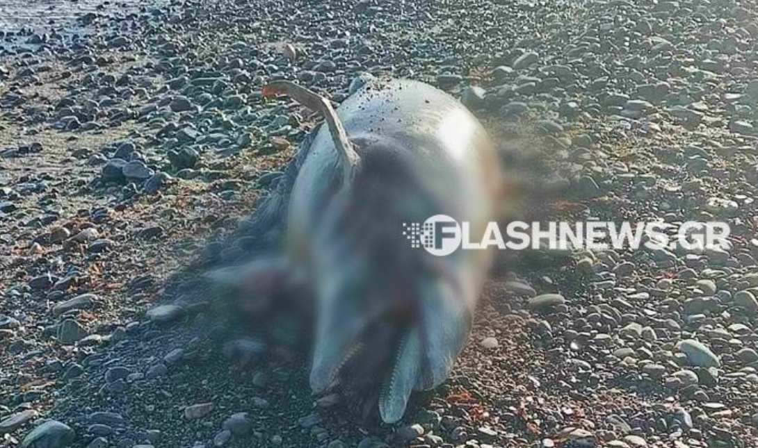 Λυπηρό θέαμα στα Χανιά: Δελφίνι ξεβράστηκε νεκρό στην παραλία του Ταυρωνίτη