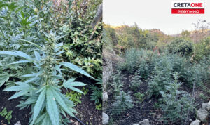 Ρέθυμνο: Βρέθηκαν οι «ιδιοκτήτες» της χασισοφυτείας στο Αμάρι – Τέσσερις νεαροί στο κάδρο, αδέλφια οι δύο