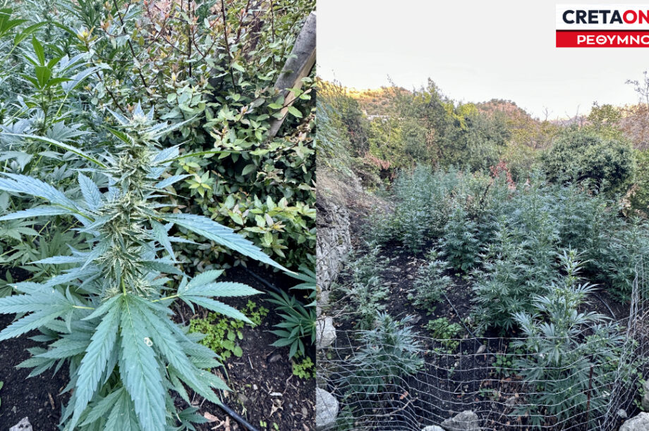 Φυτεία Αμάρι χασίς