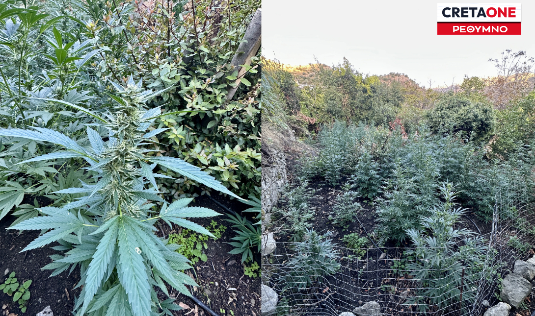 Ρέθυμνο: Βρέθηκαν οι «ιδιοκτήτες» της χασισοφυτείας στο Αμάρι – Τέσσερις νεαροί στο κάδρο, αδέλφια οι δύο