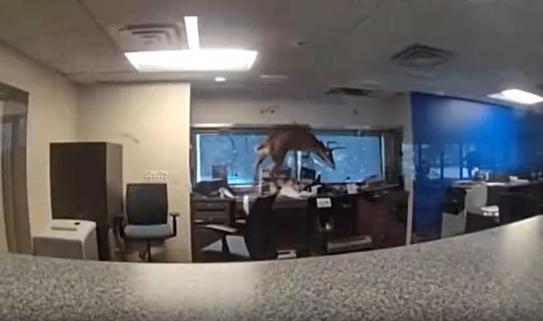 Ελάφι μπούκαρε σε τράπεζα από το παράθυρο – Δείτε το βίντεο