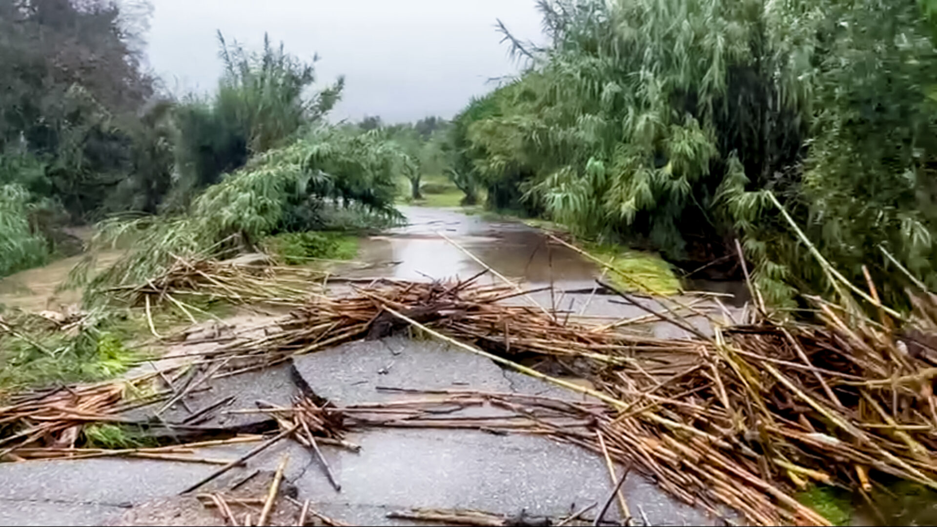Στο έλεος των ισχυρών ανέμων η Φθιώτιδα: Επέσαν δέντρα και κολώνες της ΔΕΗ