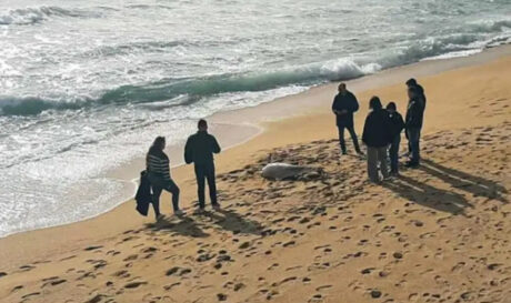 Νεκρό δελφίνι