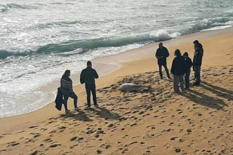 Νεκρό δελφίνι