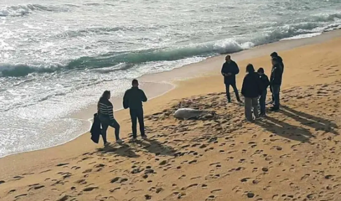 Νεκρό δελφίνι