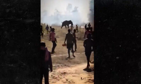 Ινδία: Ανεξέλεγκτος ελέφαντας σκότωσε πάνω από 20 ανθρώπους (βίντεο)
