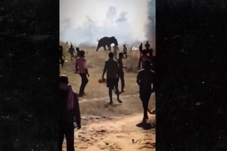 Ινδία: Ανεξέλεγκτος ελέφαντας σκότωσε πάνω από 20 ανθρώπους (βίντεο)