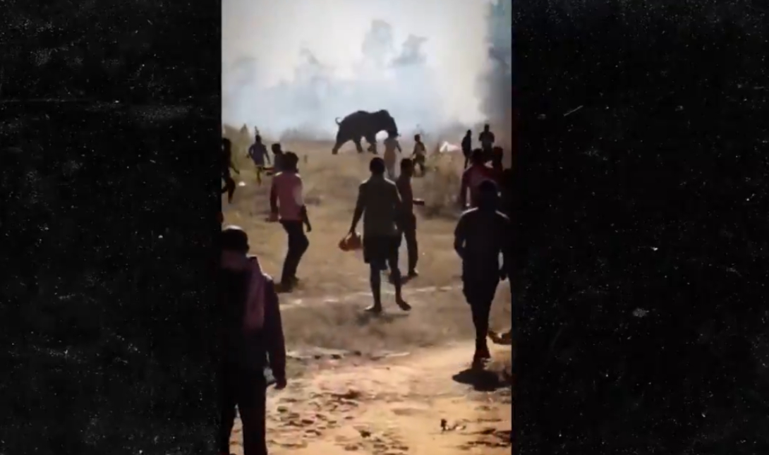 Ινδία: Ανεξέλεγκτος ελέφαντας σκότωσε πάνω από 20 ανθρώπους (βίντεο)