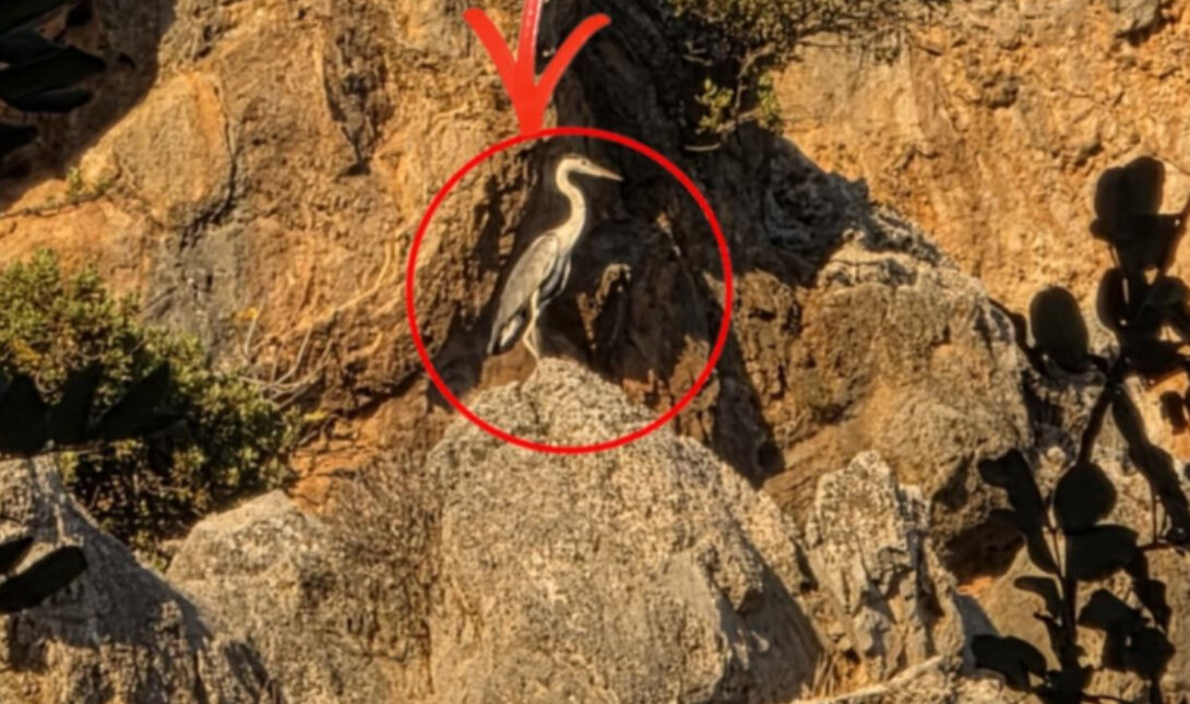 Ένας Ερωδιός στον Ψηλορείτη!