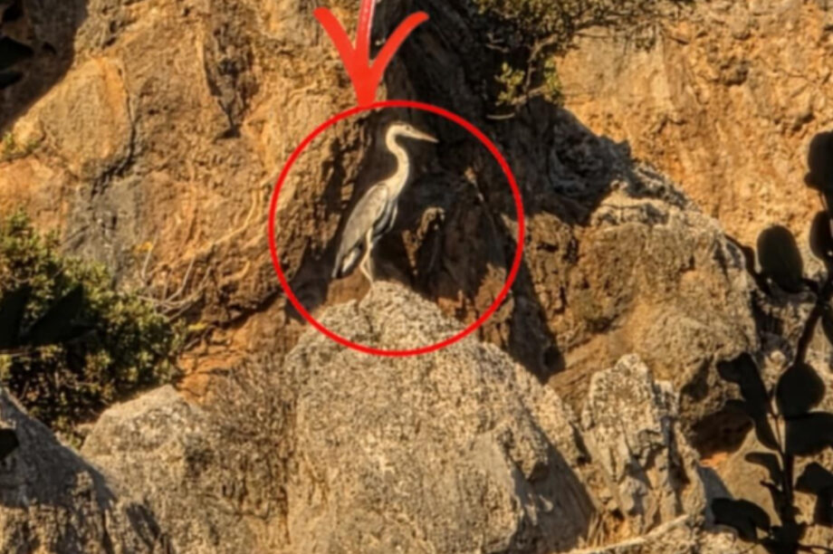 Ένας Ερωδιός στον Ψηλορείτη!